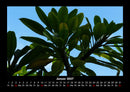 Bäume Fotokalender 2027 - 1
