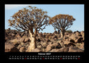 Bäume Fotokalender 2027 - 2