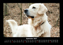 Hunde Fotokalender 2027 - 9