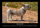 Hunde Fotokalender 2027 - 11
