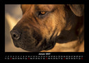 Hunde Fotokalender 2027 - 1
