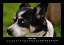 Hunde Fotokalender 2027 - 2
