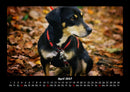 Hunde Fotokalender 2027 - 4