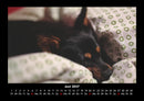 Hunde Fotokalender 2027 - 6