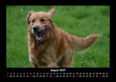Hunde Fotokalender 2027 - 8