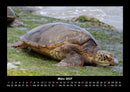 Schildkrötenzauber Fotokalender 2027 - 3