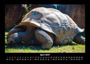 Schildkrötenzauber Fotokalender 2027 - 4