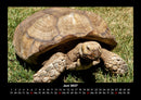Schildkrötenzauber Fotokalender 2027 - 6