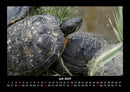 Schildkrötenzauber Fotokalender 2027 - 7