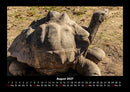 Schildkrötenzauber Fotokalender 2027 - 8