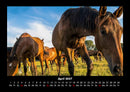 Die Welt der Pferde Fotokalender 2027 - 4