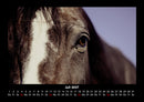 Die Welt der Pferde Fotokalender 2027 - 7
