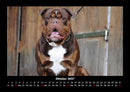 Der Hundekalender Fotokalender 2027 - 10