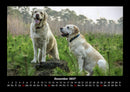 Der Hundekalender Fotokalender 2027 - 12