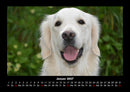 Der Hundekalender Fotokalender 2027 - 1