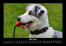 Der Hundekalender Fotokalender 2027 - 3