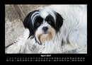 Der Hundekalender Fotokalender 2027 - 4
