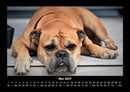 Der Hundekalender Fotokalender 2027 - 5