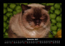 Für Katzenfreunde Fotokalender 2027 - 9