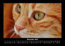Für Katzenfreunde Fotokalender 2027 - 11