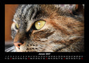 Für Katzenfreunde Fotokalender 2027 - 1