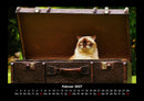 Für Katzenfreunde Fotokalender 2027 - 2