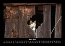 Für Katzenfreunde Fotokalender 2027 - 3