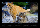 Für Katzenfreunde Fotokalender 2027 - 5
