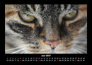 Für Katzenfreunde Fotokalender 2027 - 6