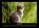 Für Katzenfreunde Fotokalender 2027 - 8