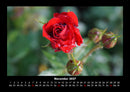 Rosentraum Fotokalender 2027 - 11