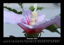 Rosentraum Fotokalender 2027 - 12