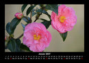 Rosentraum Fotokalender 2027 - 1
