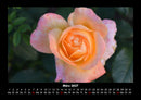 Rosentraum Fotokalender 2027 - 3