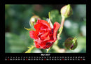 Rosentraum Fotokalender 2027 - 5