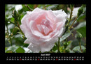 Rosentraum Fotokalender 2027 - 6