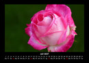 Rosentraum Fotokalender 2027 - 7