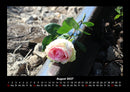 Rosentraum Fotokalender 2027 - 8