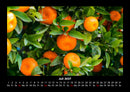 Obstkalender Fotokalender 2027 - 7