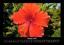 Blumenträume Fotokalender 2027 - 10