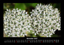 Blumenträume Fotokalender 2027 - 11