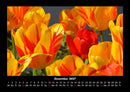 Blumenträume Fotokalender 2027 - 12