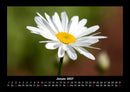Blumenträume Fotokalender 2027 - 1