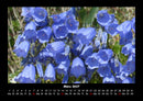 Blumenträume Fotokalender 2027 - 3