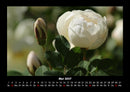 Blumenträume Fotokalender 2027 - 5