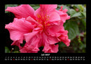 Blumenträume Fotokalender 2027 - 7