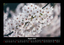 Blumenträume Fotokalender 2027 - 8