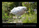 Vogelparadies Fotokalender 2027 - 9