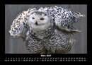 Vogelparadies Fotokalender 2027 - 3