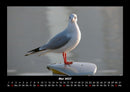 Vogelparadies Fotokalender 2027 - 5
